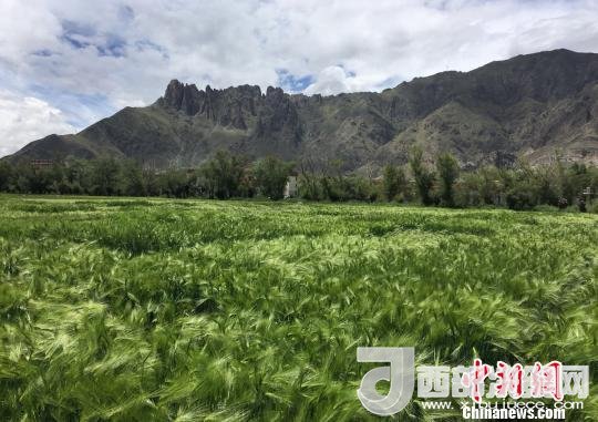 2017年西藏青稞總產(chǎn)量達(dá)到79萬噸，占糧食總產(chǎn)量的77%。圖為西藏青稞?！⊥跤窳?攝