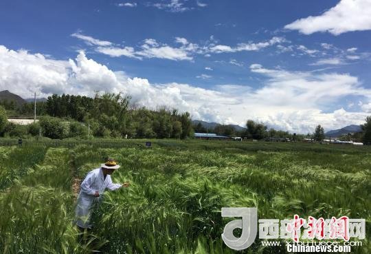 西藏與9家國(guó)家重點(diǎn)實(shí)驗(yàn)室合力促青稞增產(chǎn)、牦牛育肥