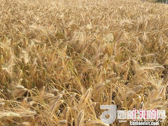 2017年西藏青稞種植面積達(dá)210多萬畝，占糧食播種面積的75%。圖為成熟期的青稞?！⊥跤窳?攝