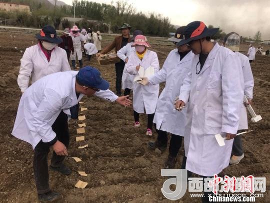 圖為研究員實(shí)地調(diào)研青稞生長(zhǎng)土壤。　王玉林 攝