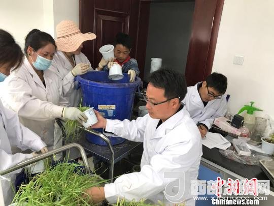 圖為研究員正在調(diào)查青稞感染白粉病情況?！⊥跤窳?攝