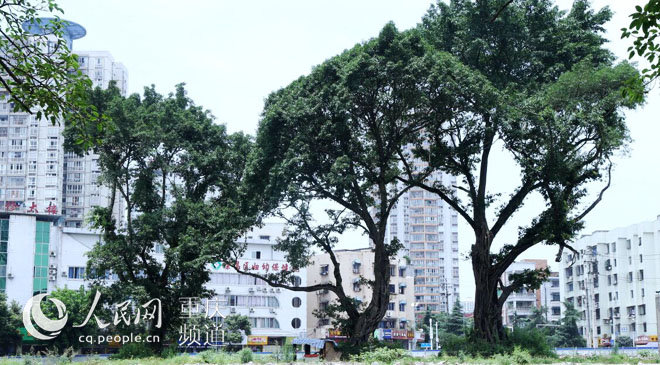 黃桷樹廣場正在建設中。王嫚 攝