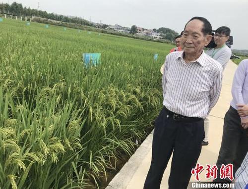 資料圖：袁隆平正在田間察看水稻生長情況。 唐小晴 攝
